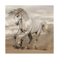 Μαγνήτης Square 3D Άλογο