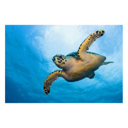 Κάρτα Post 3D Θαλάσσια Χελώνα