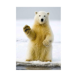 Κάρτα Post 3D Πολική Αρκούδα