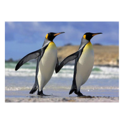 Κάρτα Post 3D Βασιλικοί Πιγκουίνοι