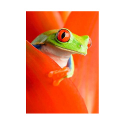 Κάρτα Post 3D Βατραχάκι με Κόκκινα Μάτια