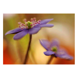 Κάρτα Post 3D Λουλούδι Liverwort