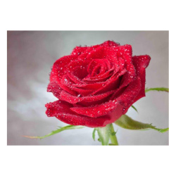 Κάρτα Post 3D Κόκκινο Τριαντάφυλλο