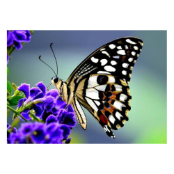 Κάρτα Post 3D Πεταλουδίτσα σε Λουλούδι