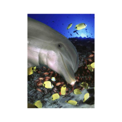 Κάρτα Post 3D Δελφίνι