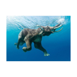 Κάρτα Post 3D Ελέφαντας που Κολυμπάει