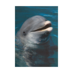 Κάρτα Post 3D Δελφίνι