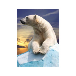 Κάρτα Post 3D Πολική Αρκούδα