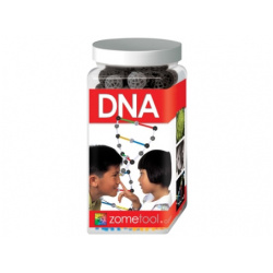 Μοριακό Μοντέλο DNA